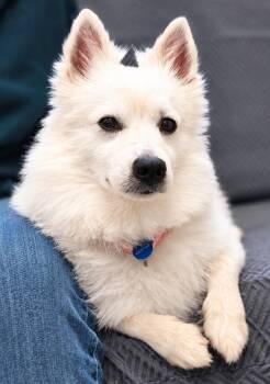 Yogi - St. Louis, MO -  American Eskimo Dog Dog for Adoption in St. Louis, Missouri - Yogi - St. Louis, MO | PetCurious