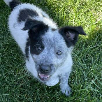 Australian Cattle Dog Blue Heeler Dogs Available for Adoption - Cadbury | PetCurious
