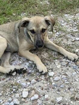 Rescue Cairn Terrier and Shepherd Dogs for Adoption in Conroe, Texas - Loretta (Amie