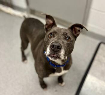 Rescue Mixed Breed Dogs for Adoption in Moundsville, West Virginia - King | PetCurious