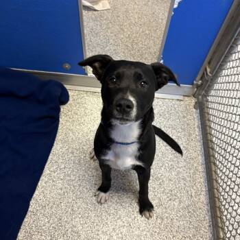 Black Labrador Retriever and Border Collie Dogs Available for Adoption - Jones | PetCurious