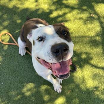 Kwanza -  American Staffordshire Terrier Dog Available for Adoption in Apache Junction, Arizona - Kwanza | PetCurious
