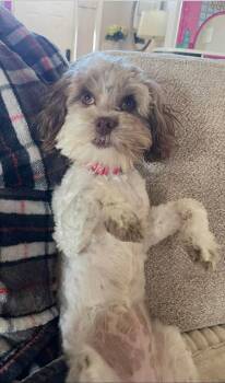 Brandy -  Havanese and Poodle Dog for Adoption in Anniston, Alabama - Brandy | PetCurious