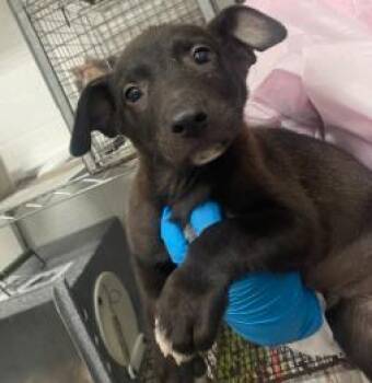 Peanut -  Mixed Breed Dog for Adoption in West Chester, Pennsylvania - Peanut | PetCurious