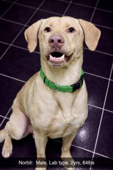 Yellow Labrador Retriever Dogs Available for Adoption - Norbit | PetCurious
