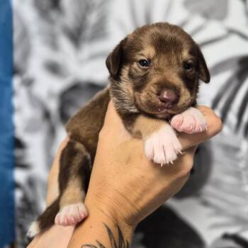Beefy 5-Layer -  Shepherd Dog for Adoption in Wahiawa, Hawaii - Beefy 5-Layer | PetCurious