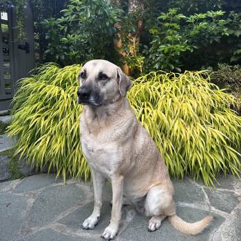 Tula -  German Shepherd Dog Dog for Adoption in North Vancouver, British Columbia - Tula | PetCurious