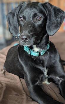 Spaniel Dogs Available for Adoption - Zarbee Greyhart | PetCurious