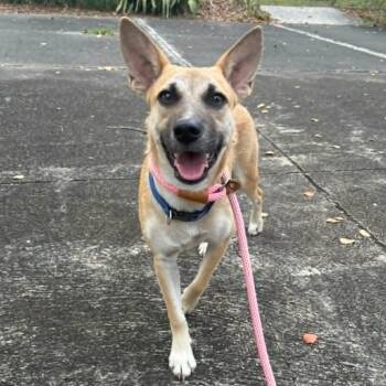 Minnie -  German Shepherd Dog Dog for Adoption in Baldwin, Maryland - Minnie | PetCurious