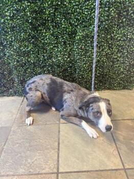 61653540 -  Mixed Breed Dog for Adoption in El Paso, Texas - 61653540 | PetCurious
