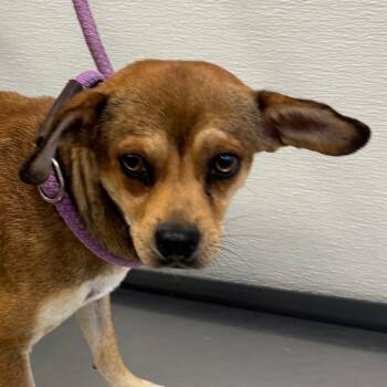 Chapo -  Mixed Breed Dog for Adoption in Las Cruces, New Mexico - Chapo | PetCurious