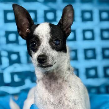 Chihuahua Dogs Available for Adoption in Hondo, Texas - Reagan - Small Dog, Big Heart! | PetCurious