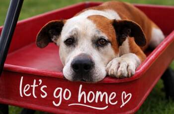 American Staffordshire Terrier and Labrador Retriever Dogs Available for Adoption in Houston, Texas - Hubba BUBBA...........HunkAluv | PetCurious