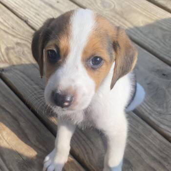 Dixie (Chicken Bone) -  Hound and Mixed Breed Dog for Adoption in Fairfax Station, Virginia - Dixie (Chicken Bone) | PetCurious