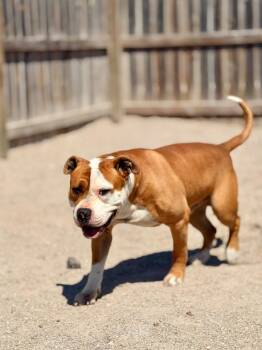 Mixed Breed Dogs Available for Adoption in Muskegon, Michigan - Nemo | PetCurious