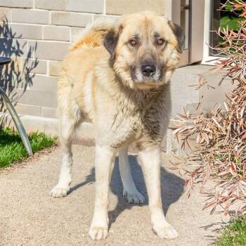 WINSTON -  Anatolian Shepherd Dog for Adoption in St. Louis, Missouri - WINSTON | PetCurious