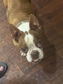 Boston Terrier Dogs Available for Adoption in Maryville, Tennessee - Gator Adams - 4535 Knoxville, TN | PetCurious