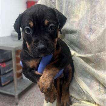 Denim Dreams -  Doberman Pinscher and Mixed Breed Dog for Adoption in Salt Lake City, Utah - Denim Dreams | PetCurious