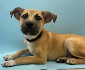Kentucky Fried Chicken -  Labrador Retriever and Mixed Breed Dog for Adoption in Golden Valley, Minnesota - Kentucky Fried Chicken | PetCurious