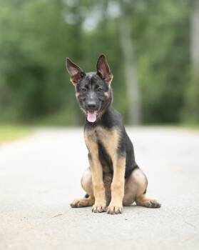 Aspen -  German Shepherd Dog Dog for Adoption in Lucedale, Mississippi - Aspen | PetCurious