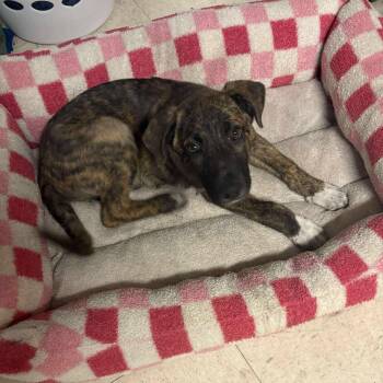 Rescue Shepherd Dogs for Adoption in Grand Forks, North Dakota - Kodiak | PetCurious