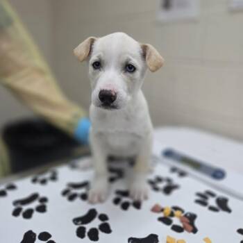 Retriever and Great Pyrenees Dogs Available for Adoption in Incline Village, Nevada - Hansen | PetCurious