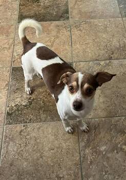 Chihuahua and Rat Terrier Dogs Available for Adoption in Virginia Beach, Virginia - Mister | PetCurious