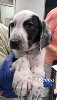 Becca -  Pointer and Bluetick Coonhound Dog for Adoption in Maynardville, Tennessee - Becca | PetCurious