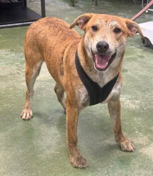HoneyBear -  Terrier Dog for Adoption in Anderson, California - HoneyBear | PetCurious