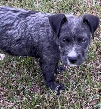 Rescue Mixed Breed Dogs for Adoption in Groveland, Massachusetts - Linus | PetCurious