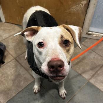 Dreamcicle -  Mixed Breed Dog for Adoption in Chattanooga, Tennessee - Dreamcicle | PetCurious
