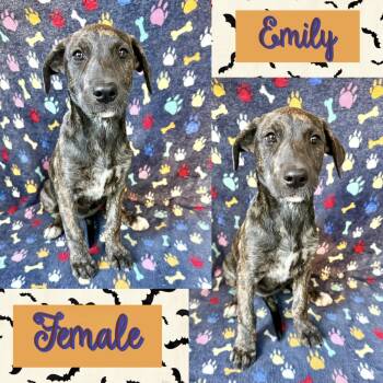 Emily -  Labrador Retriever Dog for Adoption in Manchester, Connecticut - Emily | PetCurious