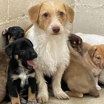 Terrier and Mixed Breed Dogs Available for Adoption - Snow White | PetCurious