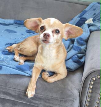 Chihuahua Dogs Available for Adoption in Anderson, Indiana - Zippy | PetCurious