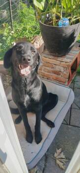 Clint Black -  Mixed Breed Dog for Adoption in Crocker, Missouri - Clint Black | PetCurious
