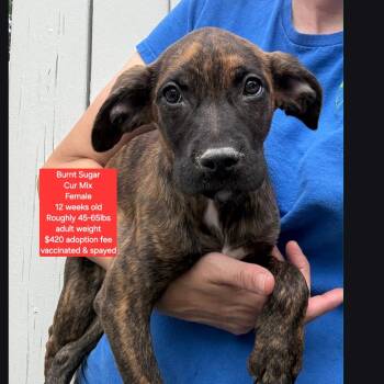 Black Mouth Cur Dogs Available for Adoption in Oviedo, Florida - Burnt Sugar | PetCurious