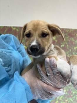 Shepherd and Mixed Breed Dogs Available for Adoption in San Antonio, Texas - Paige | PetCurious