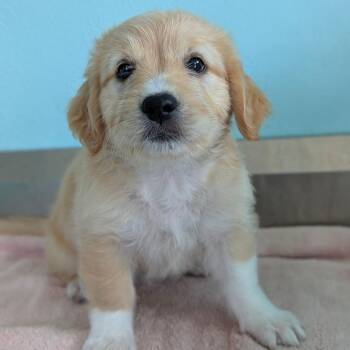Sugar Cookie 5158 -  Labrador Retriever and Mixed Breed Dog for Adoption in Loxahatchee Groves, Florida - Sugar Cookie 5158 | PetCurious