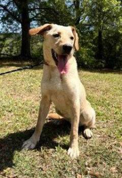 Coosa -  Labrador Retriever and Vizsla Dog for Adoption in Attalla, Alabama - Coosa | PetCurious