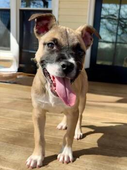 Labrador Retriever Dogs Available for Adoption - Charlotte (Charlie) | PetCurious