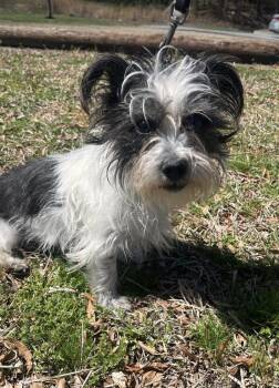 Terrier Dogs Available for Adoption in Candler, North Carolina - Lina | PetCurious