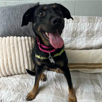 Mixed Breed Dogs Available for Adoption in Falls Church, Virginia - Sparkles | PetCurious