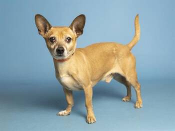 Chihuahua and Mixed Breed Dogs Available for Adoption in Phoenix, Arizona - DOOBY | PetCurious