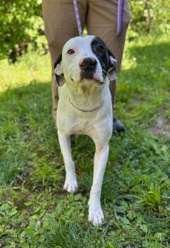 Mayday -  Mixed Breed Dog Available for Adoption in Manchester, Tennessee - Mayday | PetCurious