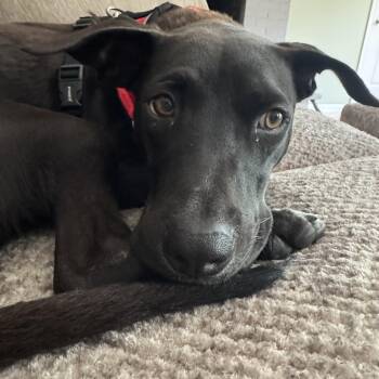 Finn -  Mixed Breed Dog for Adoption in New York, New York - Finn | PetCurious