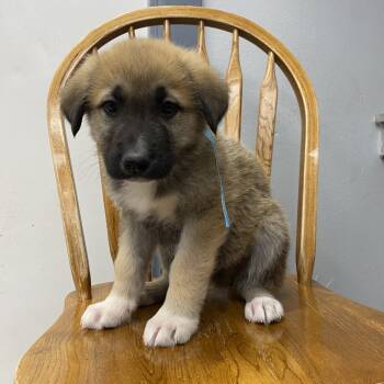 Rescue Great Pyrenees and Mixed Breed Dogs for Adoption in Spokane, Washington - Casual | PetCurious