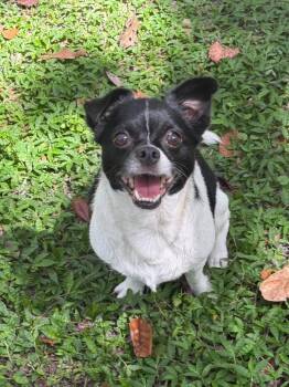 Petunia -  Chihuahua and Pekingese Dog for Adoption in St. Augustine, Florida - Petunia | PetCurious