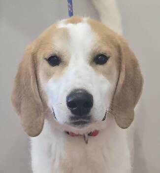 Great Pyrenees and Hound Dogs Available for Adoption - Tucker | PetCurious
