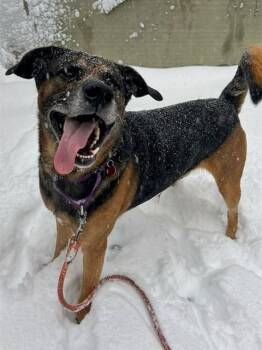 German Shepherd Dog and Mixed Breed Dogs Available for Adoption - TREY | PetCurious