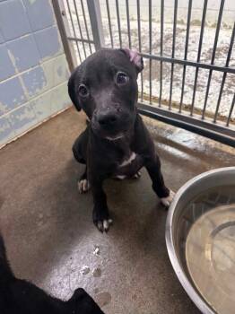 Cupcake -  Catahoula Leopard Dog and Pit Bull Terrier Dog for Adoption in Marion, Ohio - Cupcake | PetCurious